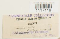 thumbnail image of current specimen