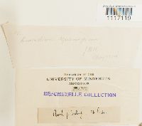 Crossidium squamiferum image