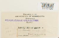 Crossidium squamiferum image