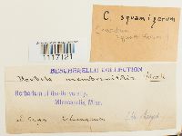 Crossidium squamiferum image