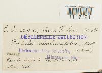 Crossidium squamiferum image