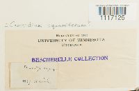 Crossidium squamiferum image