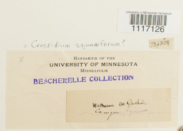 Crossidium squamiferum image