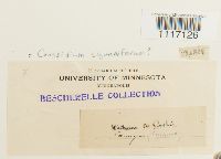 Thumbnail image of current specimen