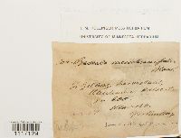 Crossidium squamiferum image