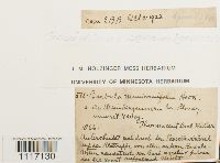 Crossidium squamiferum image