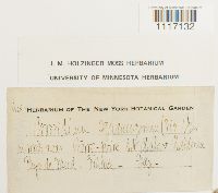 Crossidium squamiferum image