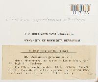 Crossidium squamiferum image