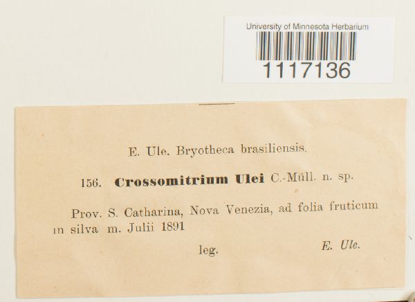 Crossomitrium patrisiae image