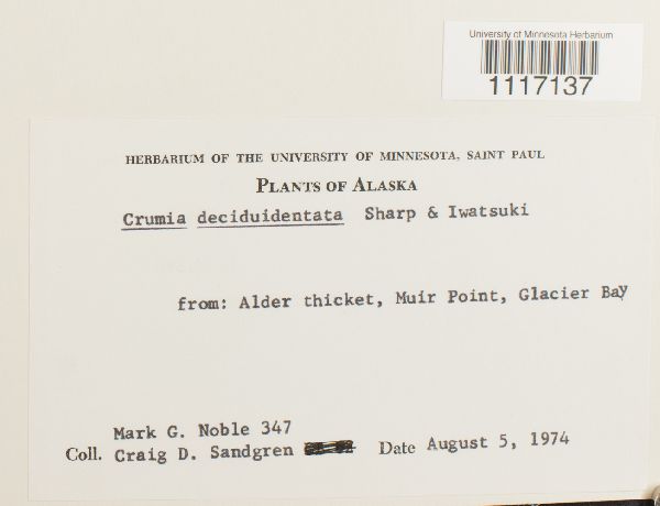 Crumia deciduidentata image