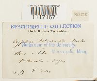 Cryphaea heteromalla image