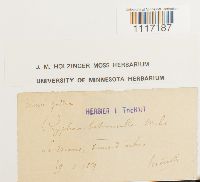 Cryphaea heteromalla image