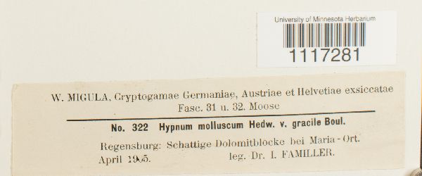 Ctenidium molluscum var. gracile image