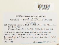 Ctenidium pubescens image