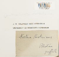 Cyathophorella hookeriana image