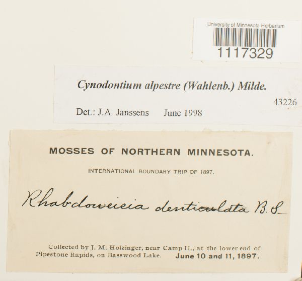 Cynodontium alpestre image