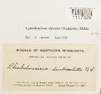 Media resource of Cynodontium alpestre