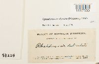 Cynodontium alpestre image