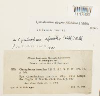 Cynodontium alpestre image