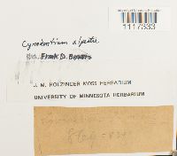 Cynodontium alpestre image