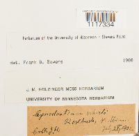 Media resource of Cynodontium schisti