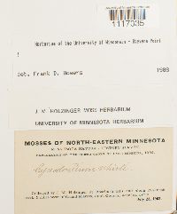 Cynodontium tenellum image