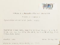 Cynodontium strumiferum image