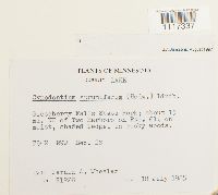 Cynodontium strumiferum image