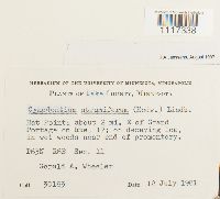 Cynodontium strumiferum image