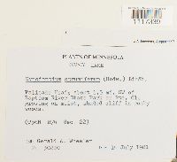 Cynodontium strumiferum image