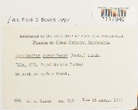 Cynodontium strumiferum image