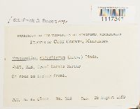 Cynodontium strumiferum image