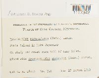 Cynodontium strumiferum image