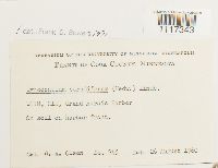 Cynodontium strumiferum image