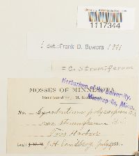 Cynodontium strumiferum image