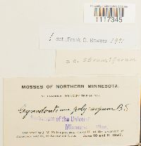 Cynodontium strumiferum image