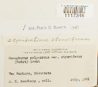 Cynodontium strumiferum image