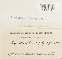 Cynodontium strumiferum image