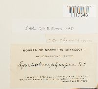 Cynodontium strumiferum image