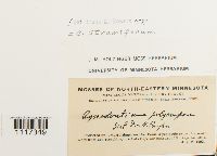 Cynodontium strumiferum image