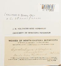 Cynodontium strumiferum image