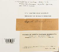 Cynodontium strumiferum image