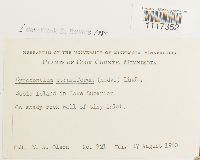 Cynodontium strumiferum image