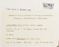 Cynodontium strumiferum image