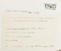 Cynodontium strumiferum image