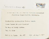 Cynodontium strumiferum image