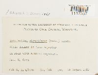 Cynodontium strumiferum image