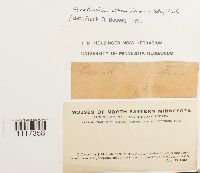 Cynodontium strumiferum image