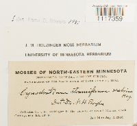 Cynodontium strumiferum image