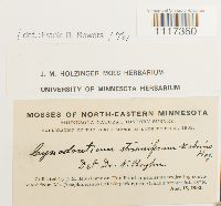 Cynodontium strumiferum image